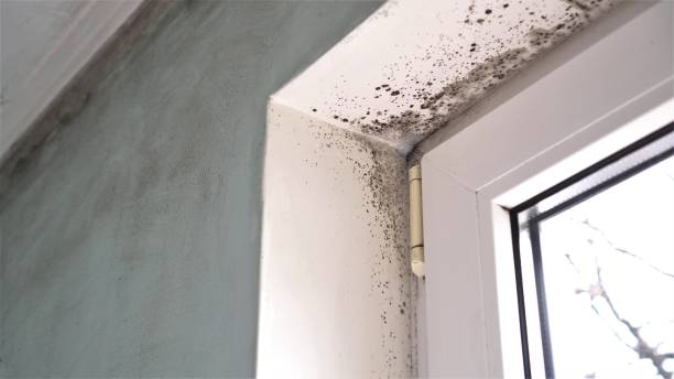 Best Residential Mold Removal  in Rosepine, LA
