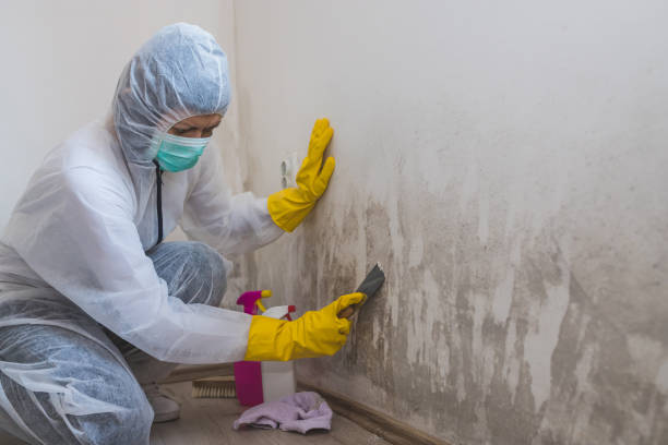 Best Same-Day Mold Removal  in Rosepine, LA