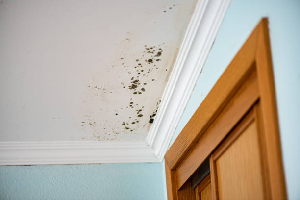 Trusted Rosepine, LA Mold Removal Experts