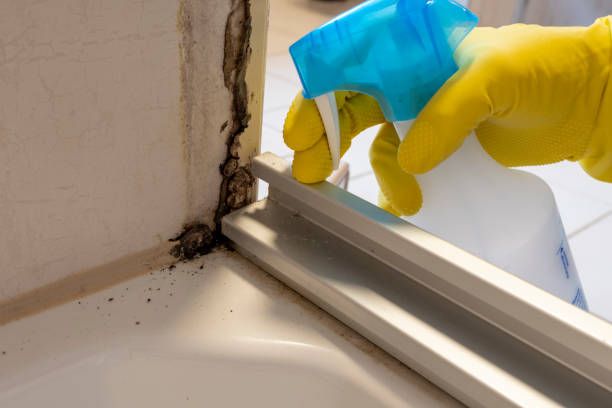 Best Attic Mold Removal  in Rosepine, LA