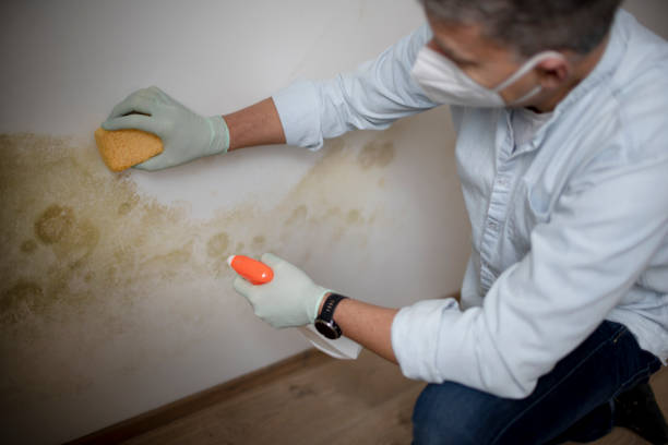 Best Attic Mold Removal  in Rosepine, LA