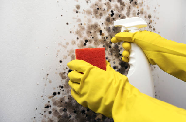 Best Crawl Space Mold Removal  in Rosepine, LA