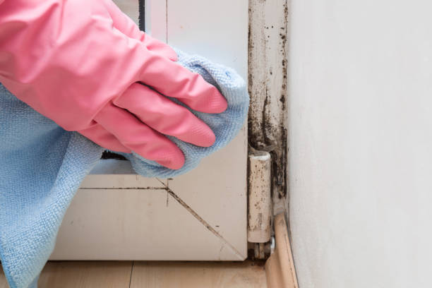 Best Mold Cleaning Services  in Rosepine, LA
